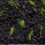 2cm～3cmの間隔で植栽する　ヘアーグラスショートの植え方